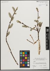 Foto von Salix L.